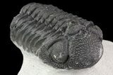 Lot: Assorted Devonian Trilobites - Pieces #76920-2